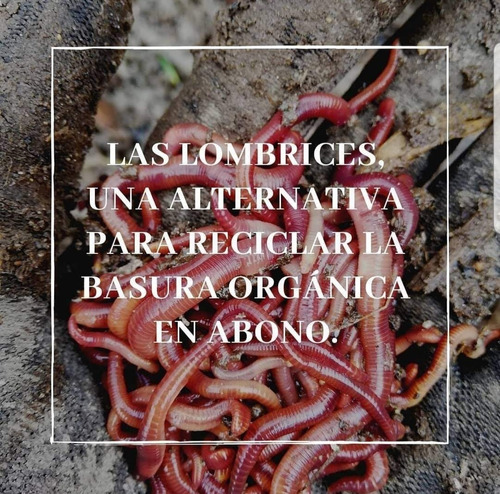 Imagen 1 de 8 de Venta De Lombriz Roja Californiana