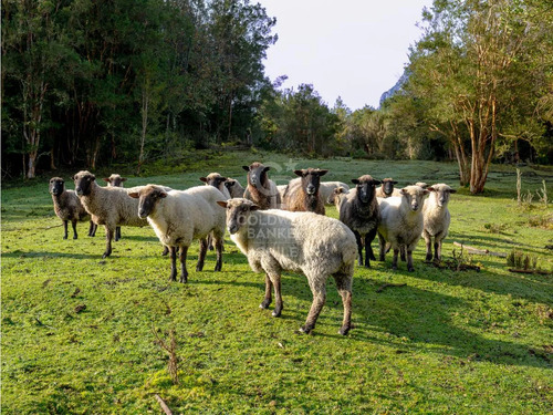 Paraíso En Isla Llancahue, Hualaihue Patagonia Chilena