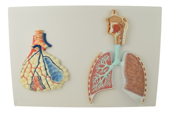 Modelo Anatomico De Sistema Respiratorio Enseñanza Educacion | Envío gratis