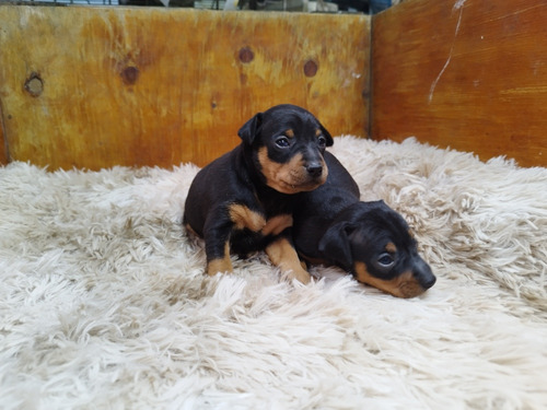 Pinscher Miniaturas Cachorros, Padres Con Pedigree Internaci