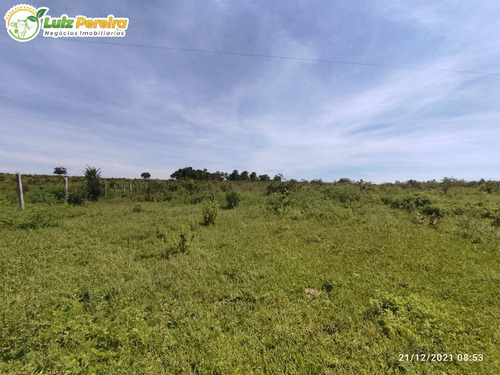 Imagem 7 de 8 de Fazenda À Venda De São Gabriel Do Oeste Ms - 554 Hectares (dupla Aptidão) - 2126