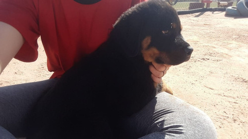 Rottweiler Filhotes Puros