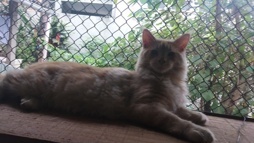 Lindo Filhote De Maine Coon Macho