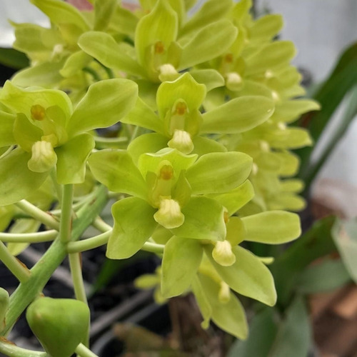 Gramatophyllum Scriptum Orquídea Exótica Coleção Linda Verde