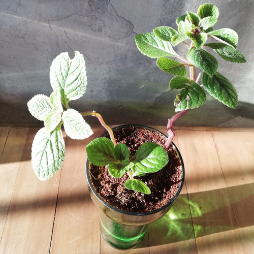 Dolar Negro Little Plant 24 Sin Soporte, Maceta Autorregante