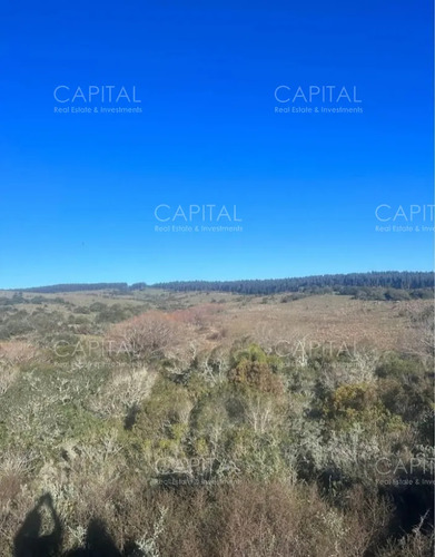 Campo Garzón Ganadero Forestal