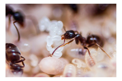 Queen Hormiga Escamolera Liometopum Apiculatum Con Larvas