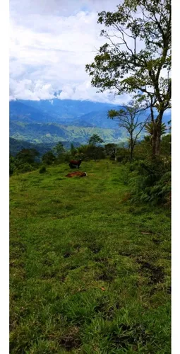 Vendo Lote En Los Andes Antioquia