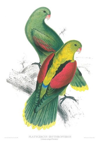 Gravura De Pássaro - Platycercus Erythropterus - 150,00