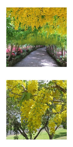 Golden Tree - Chuva De Ouro Cassia Fistula Sementes P/ Mudas