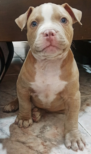 Cachorros American Bully