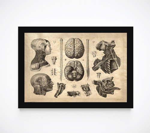 Quadro Decorativo Poster Com Moldura Anatomia Humana Decor 1
