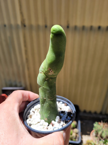 Trichocereus Bridgesii Monstruoso. Cactus Penis.coleccion