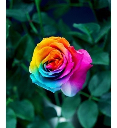 10 Sementes Rosa Arco-íris Rara