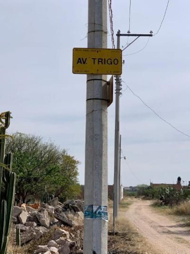 El Trigo