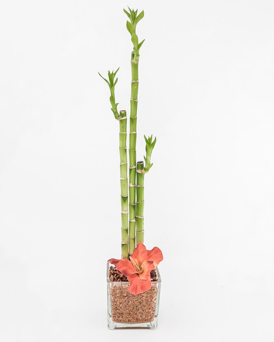 Bambu De La Suerte Con Flor De Gladiolo 52cm De Altura    