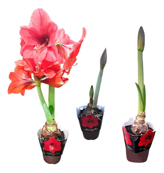 Flor Amaryllis, Amarílis, Açucena, Flor Da Imperatriz | Parcelamento sem  juros