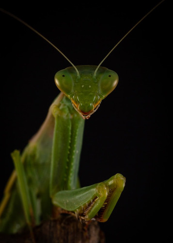 Cuadro - Macrofotografía 60x90 - Papel Fotográfico45