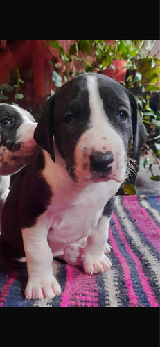 Cachorros Gran Danes