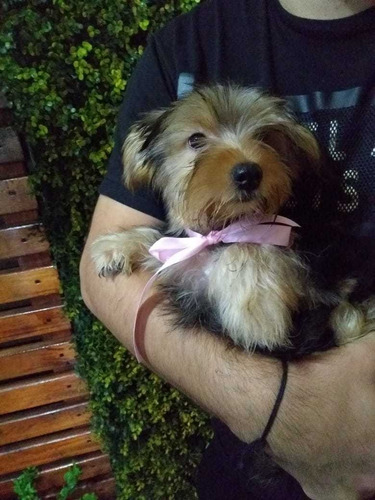 Cachorros Yorkshire Mini 45 Dias !!