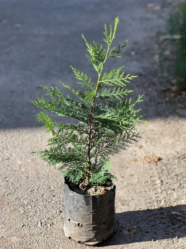 Plantas Para Cerco Vivo Leylandi Pinos Vivero Pack X 90