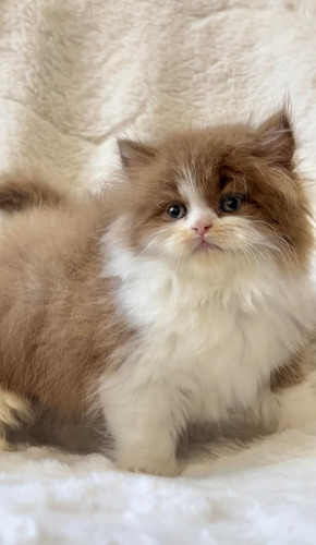 British Longhair Gatitos