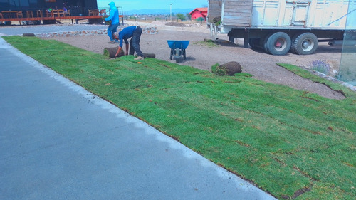 Pasto En Rollo