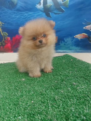 Cachorra Pomerania Hem