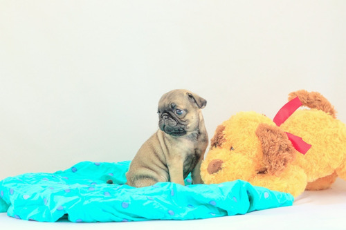 Cachorros Pug Carlino Beiges Tambien Negros, Papeles Vacunas -