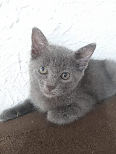 Gato Cinza Exótico