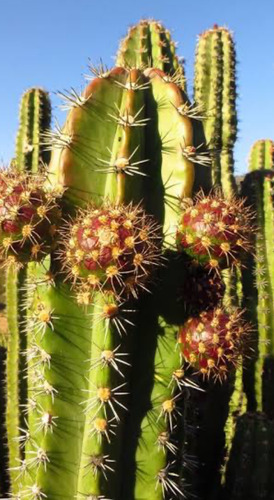 Semilla De Pitaya (cactus) 100 Semillas X $250.00 Pesos
