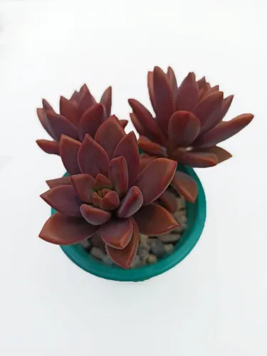 Graptoveria Gilva Suculenta
