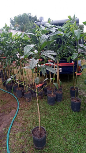 Imagen 7 de 9 de Arbol De Palta-1mt E.gratiscaba-gba -vivero Habx.senasa