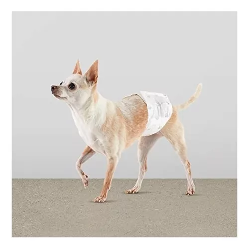 Basics Pañales desechables solo para perro macho, XS, Paquete de 30,  Blanco : : Productos para mascotas