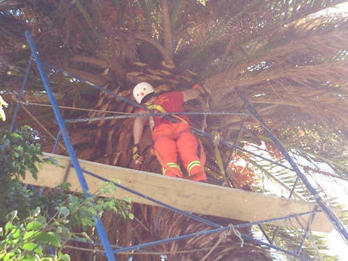 Imagen 8 de 10 de Talas Y Podas - Árboles Limpiezas De Terrenos 095487799