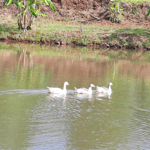 Quinta-camping-s.isidro-pdas.mnes.casa-3 Lagos C/peces-.ting