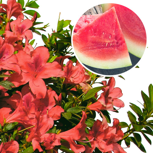 Azalea Sandia 100cm Aprox. Azalea Roja, Arbol Con Flores