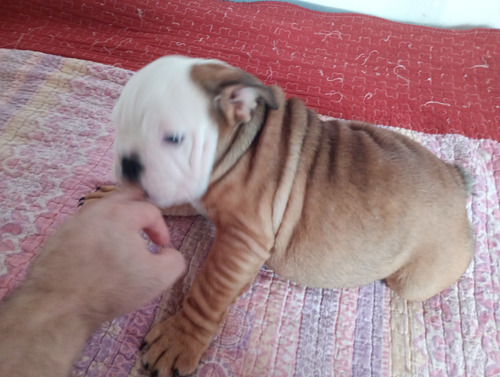 Vendo Cachorra Bulldog Ingles Con Kca Marrón Y Blanca