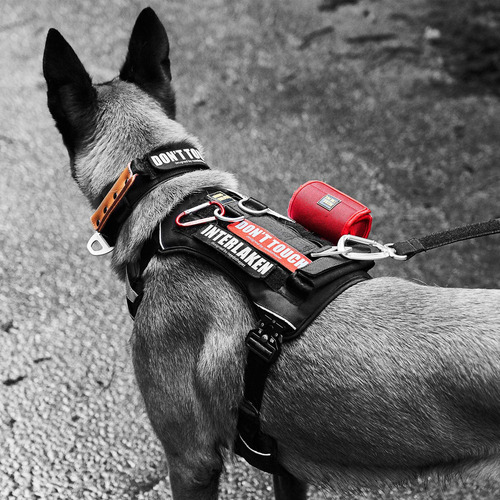 Collar Acolchado De Cuero Suave Para Perros De Todas Las