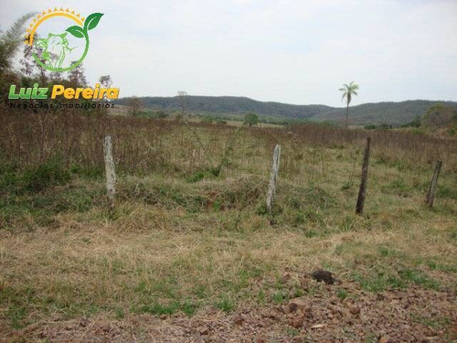 Imagem 5 de 6 de Fazenda Á Venda Em Bandeirantes - Ms - 1.020 Hectares (dupla Aptidão) - 2026