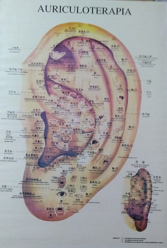 Lamina Auriculoterapia