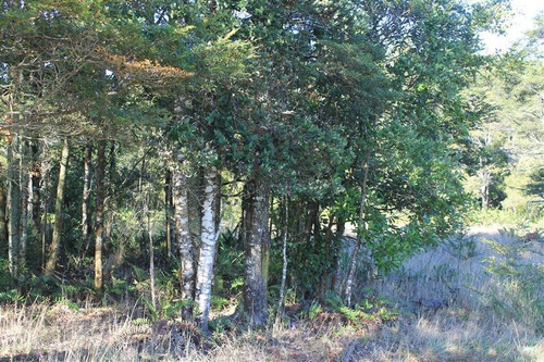 Imagen 21 de 30 de Agrícola En Venta En Puerto Varas