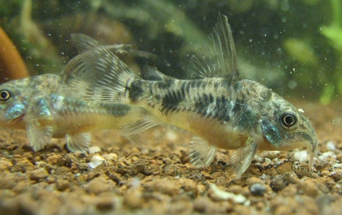 Pez Corydora Paleatus Agua Fria Caballito