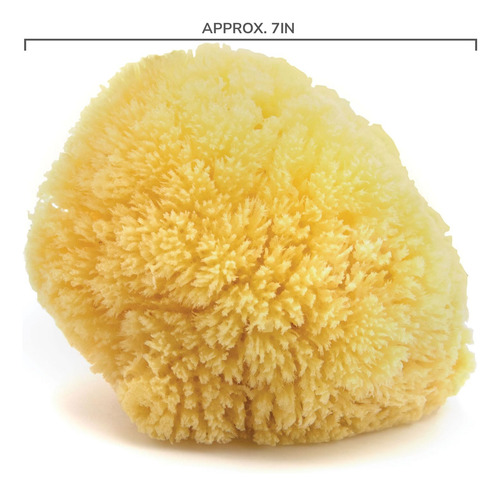 Esponja Natural Del Mar Caribe Neptune 18 Cm