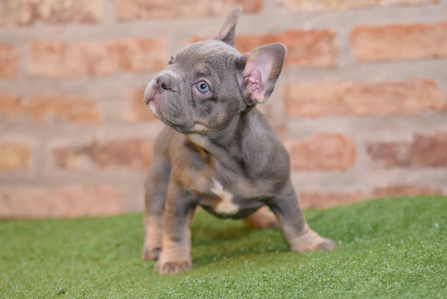  Bulldog Francés Cachorro Bulldog Frances Cachorra