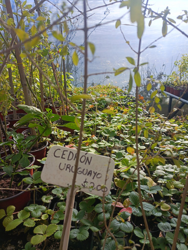 Planta Aromática Cedrón Nativo