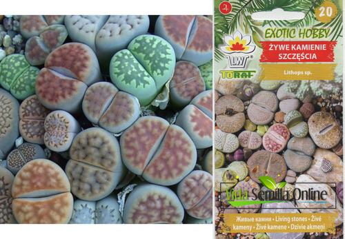 Semillas De Piedras Vivas Lithops Importadas Suculentas