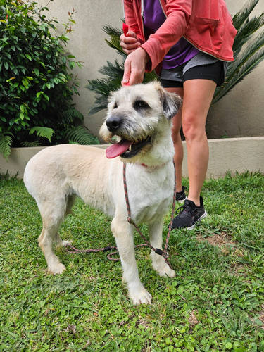 María, Belleza Terrier 100% Barbinchita Blanca, 4 Añitos