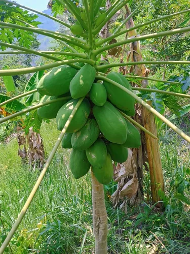 Finca Multipropósito En Minasal Yacopi Cundinamarca