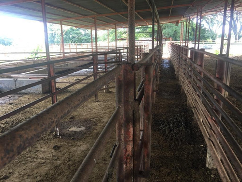 Imagen 17 de 24 de Finca En Barinas A Orilla De La Carretera